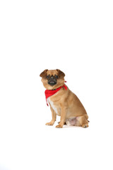 small, ugly dog with red scarf sitting