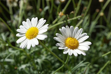 Fototapeta premium marguerite
