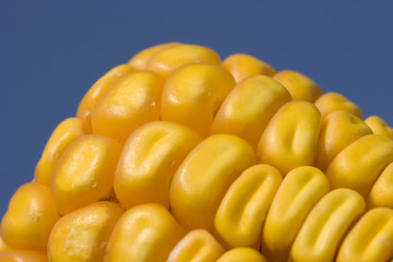 yellow grains of corn