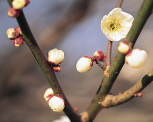 fruit flowers