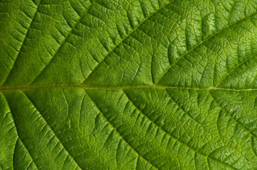 Feuille de framboisier (rubus idaeus)
