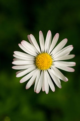 Obraz premium paquerette (Bellis perennis)