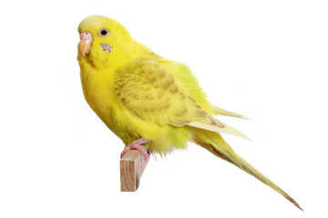 Yellow budgerigar on a branch