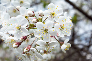 Obraz premium Spring cherry blossoms