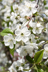 Spring cherry blossoms