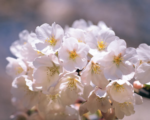 fruit flowers