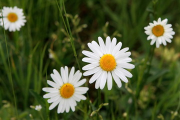 Fototapeta premium Marguerites