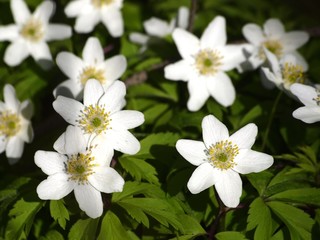 Anemone nemorosa