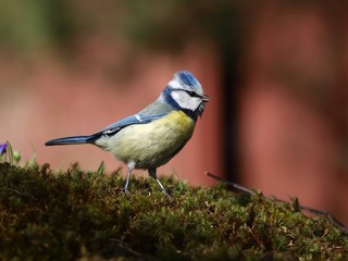 Blue tit