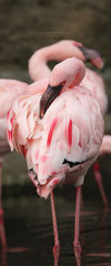 Ein Zwergflamingo (Phoeniconaias minor) putzt sein Gefieder
