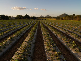 Strawberry fields at strawberry farm