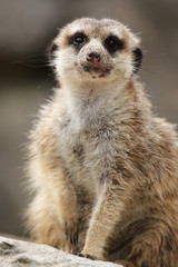 Erdmännchen (Suricatta suricatta) schaut neugierig in die Kamera