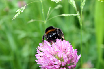 Hummel