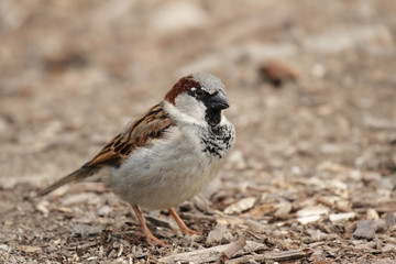 Männlicher Haussperling (Passer domesticus) sitzt auf dem Boden