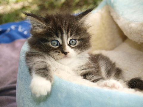 Chaton maine coon dans son panier