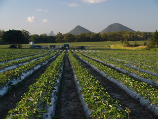 Strawberry fields at strawberry farm © Andres Ello