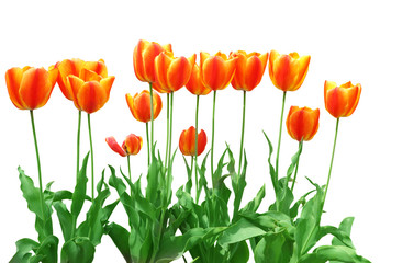 Orange Tulip - Powered by Adobe