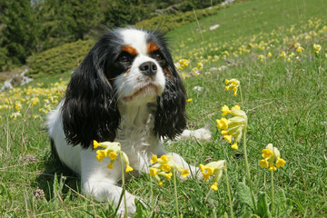 cavalier king charles