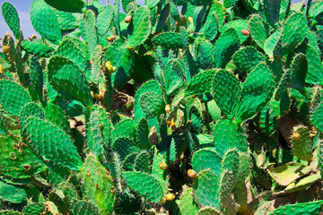 Moroccan cactuses