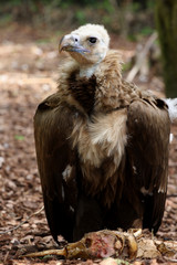 vautour moine,aegypius monachus