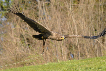 Volo di caccia