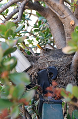 Female of Turdus merula in her nest