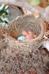 Nest with egg and Blackbirds just born