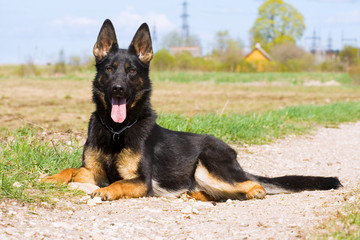 young german sheepdog