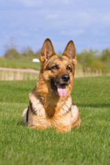 German sheep-dog