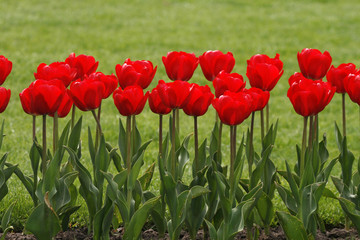 Rote Tulpen