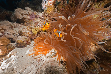 Naklejka na ściany i meble coral and anemonefish