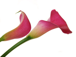 Calla lily