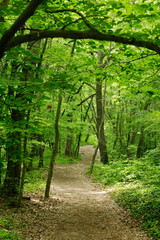 Trail in a green oak forest