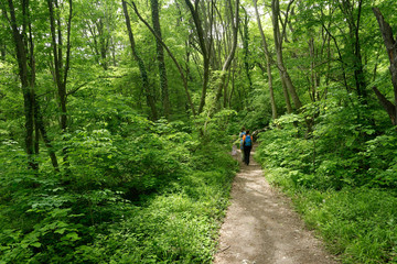 Walk in a spring forest