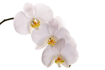 Fototapeta na wymiar Orchid kwiaty