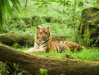 Plakat Tygrys odpoczynku w safari Ugandzie