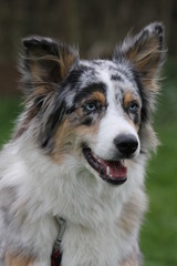 Australian Shepherd