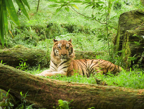 Fototapeta tiger resting in safari uganda