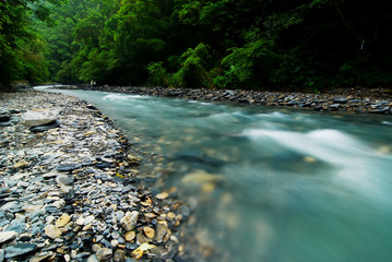 forest stream