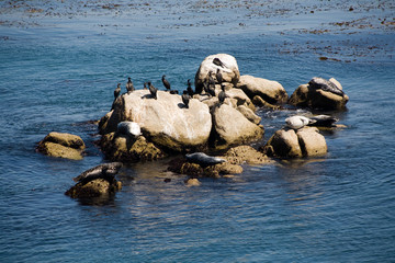 Seerobben tummeln sich auf Felsen vor dem Monterey Bay Aquarium
