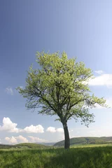 Papier Peint photo Lavable Arbres tree in land