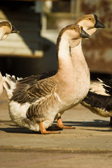 wild bird