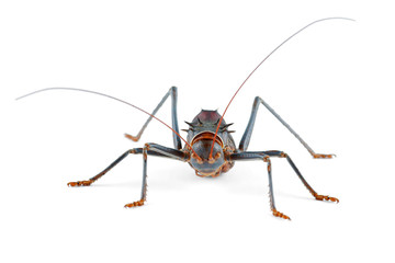 Armoured ground cricket (Family Bradyporidae) on white