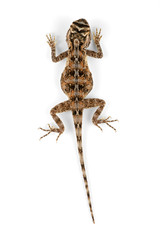 Naklejka premium Female African ground agama (Agama aculeata) on white
