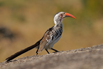Red-billed hornbill (Tockus erythrorhynchus), South Africa