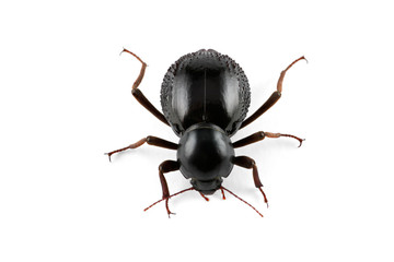 Tenebrionid beetle (Psammodes spp.) on white