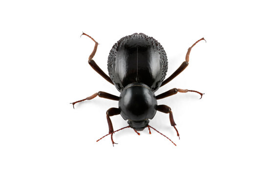 Tenebrionid Beetle (Psammodes Spp.) On White