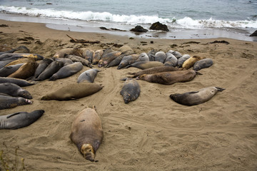 Blick auf Seelöwen am Strand bei San Simeon