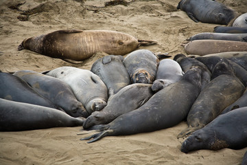 Gruppe von Seelöwen am Strand bei San Simeon, Tiere ruhen