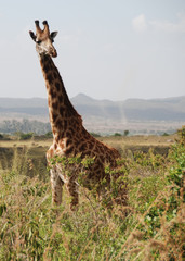 Giraffe